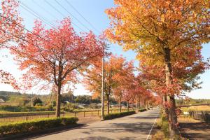 街路樹の紅葉の画像