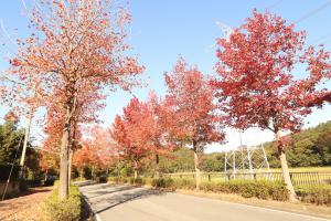 街路樹の紅葉の画像