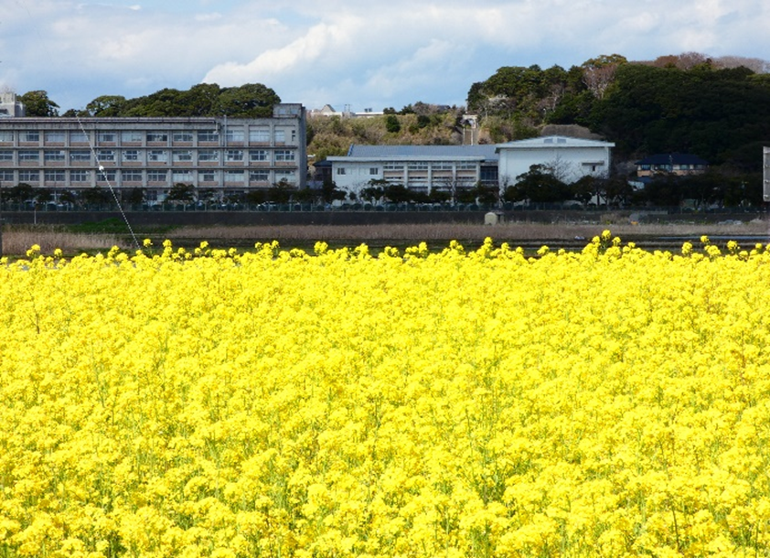 菜の花の写真