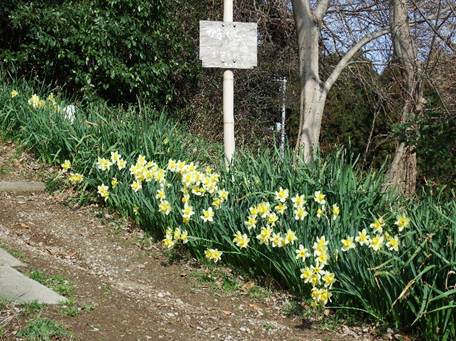 里山の花々の写真