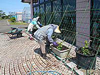 農業センター管理組合員がゴーヤの苗を植えている様子の写真