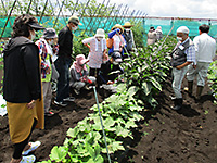 平川公民館主催の園芸講座で、ナスの側枝・更新剪定の方法を説明する営農指導員の写真