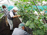 平川公民館主催の園芸講座で、圃場(畑)で講座生がキュウリの整枝をしている様子の写真