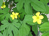 ゴーヤの黄色い小さな花がきれいに咲いている様子の写真