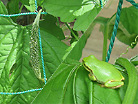 ゴーヤの実と葉に乗るアマガエルの写真