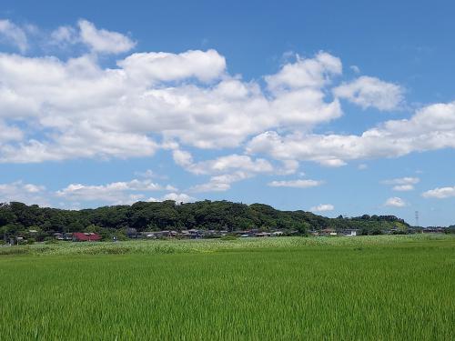 盛夏光景