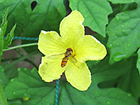 蜂のような虫がゴーヤの雄花の花粉部分にいる写真