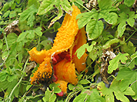 一段と黄色くなった葉の中で、オレンジ色に熟して割れたゴーヤの実の中に赤い種が見えている様子の写真