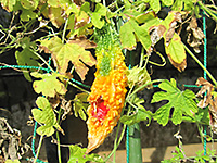 緑から黄色に熟したゴーヤの実が割れて、中の赤い種が落ちそうになっている様子の写真