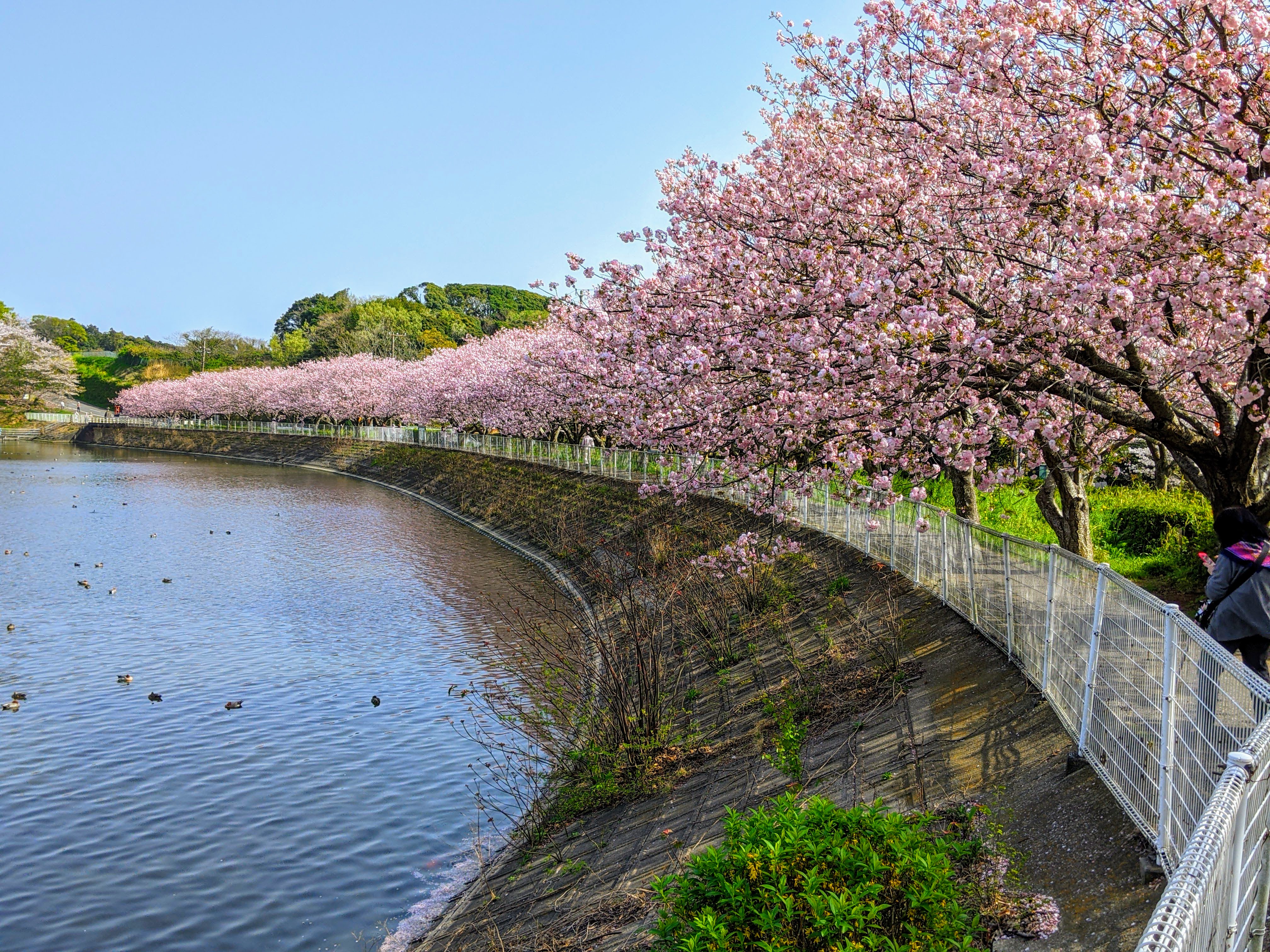 袖ケ浦公園の写真 その１