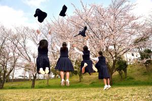 公園の桜の写真