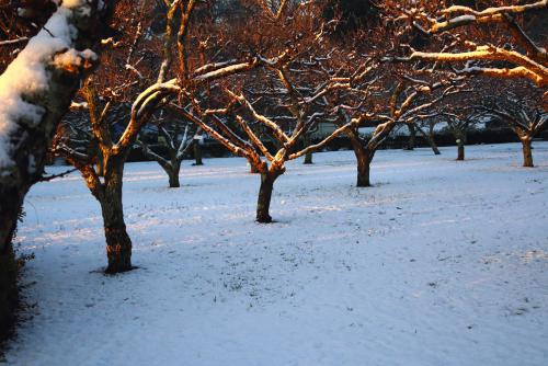 雪化粧の写真