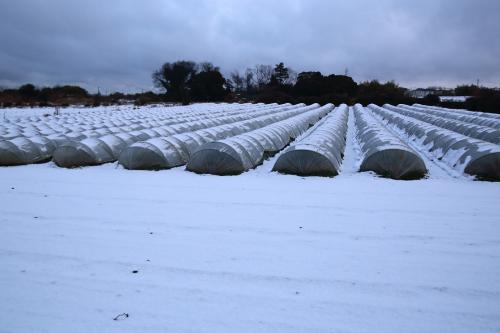 雪の写真