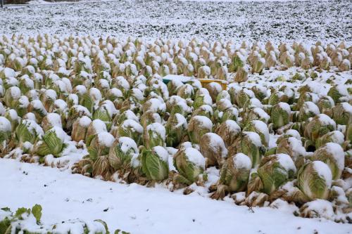 雪の写真