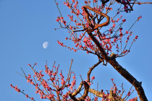 紅梅の写真