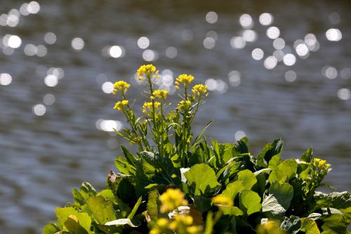 花の写真