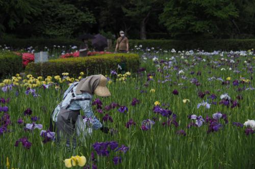 花しょうぶ1