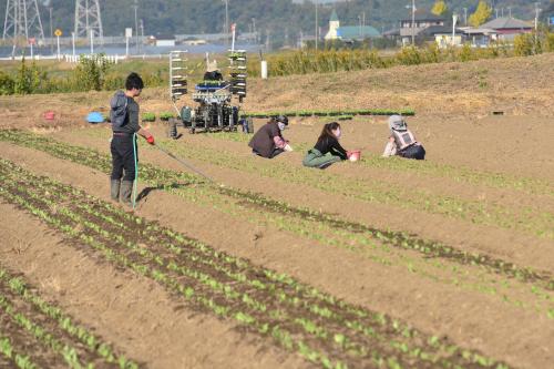 レタス植え付け1