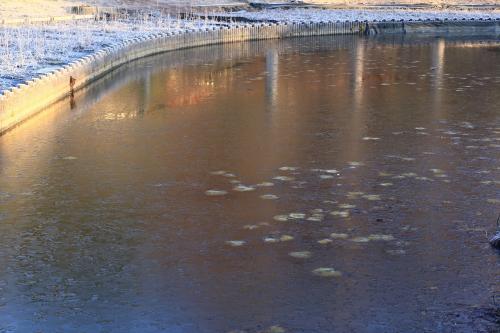 元旦の袖ケ浦公園