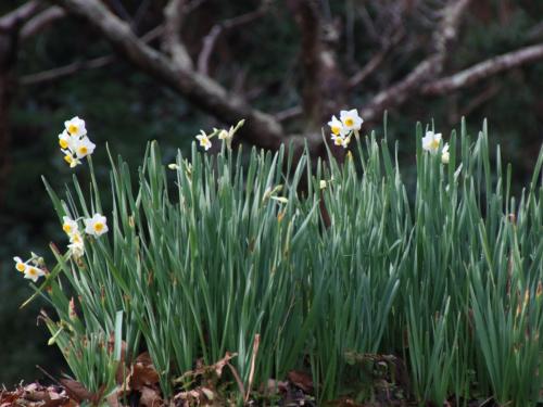 袖ケ浦公園の花