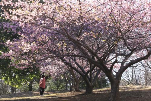 河津桜1