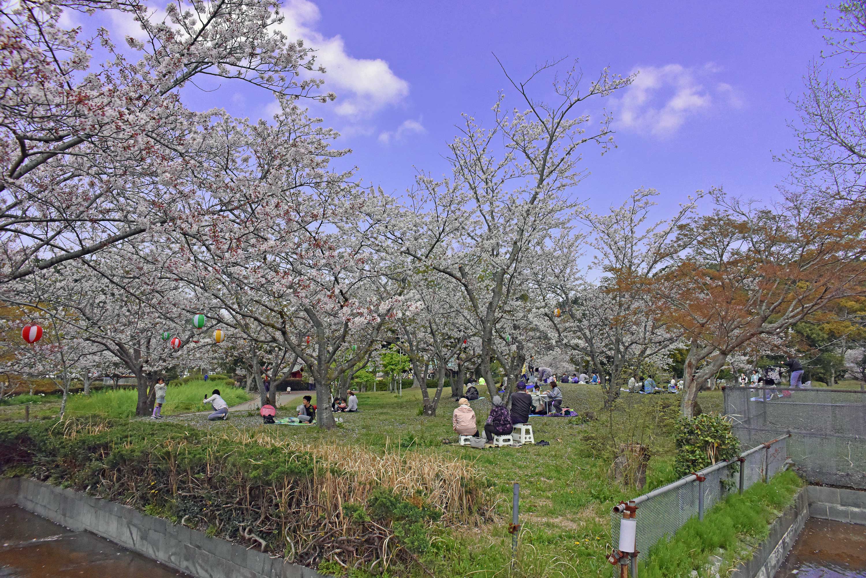 桜の様子１