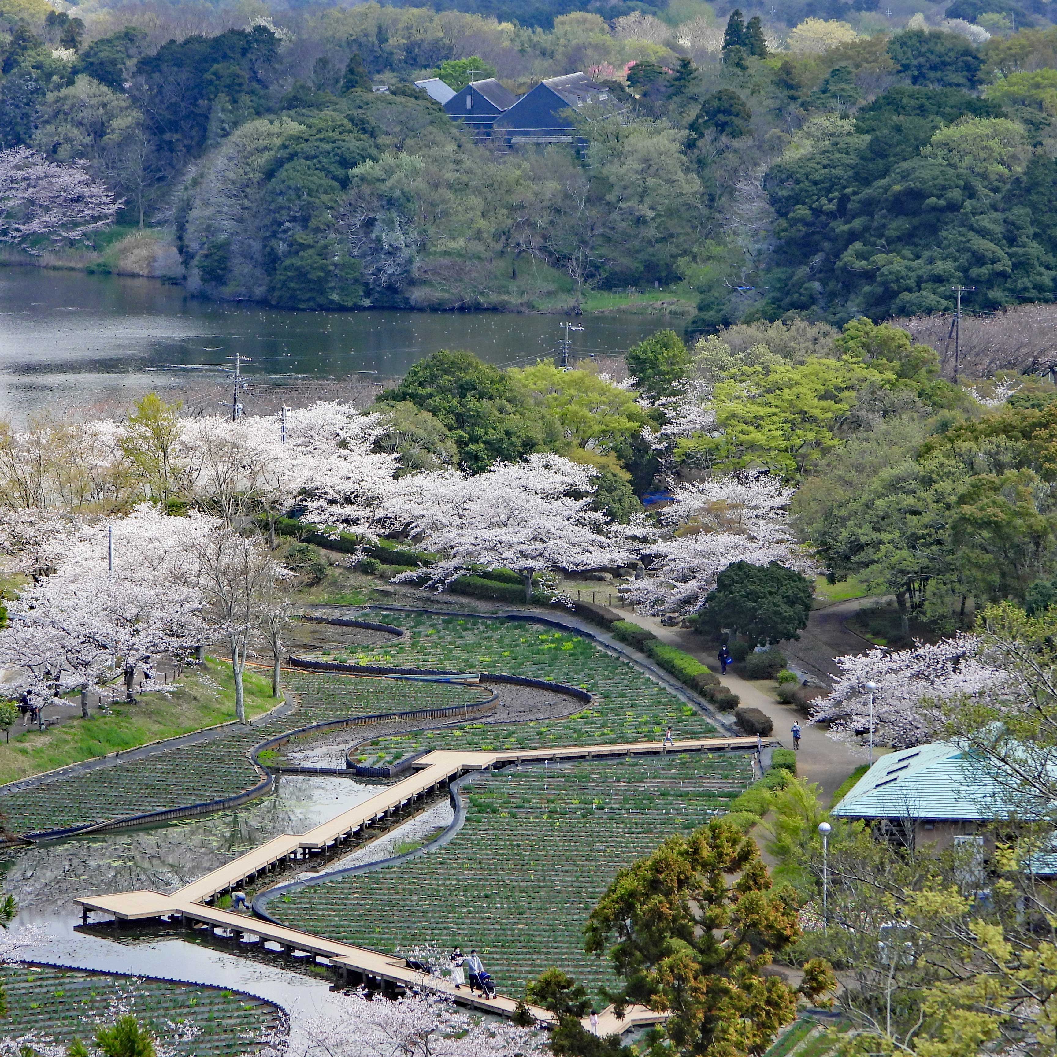 桜の様子２