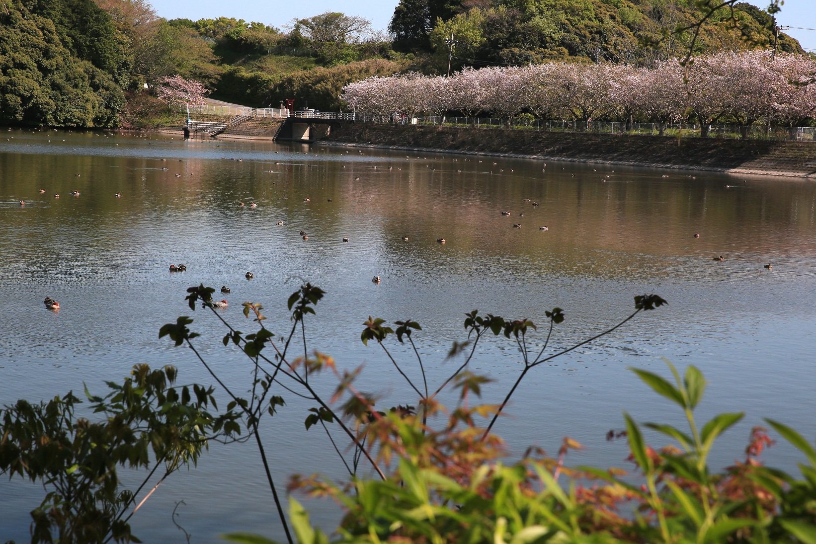 陽春の袖ケ浦公園１