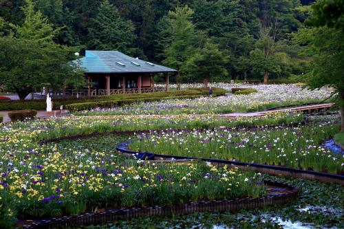 花菖蒲が満開！1