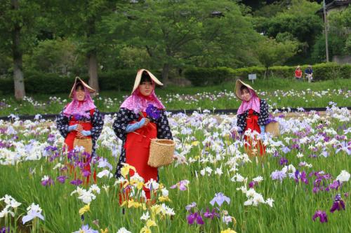 花菖蒲まつり3