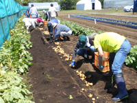 第3回、受講生がジャガイモの収穫をしている様子の写真