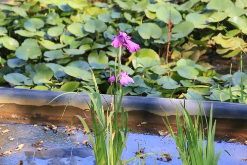 袖ケ浦公園・夏の花 三景2