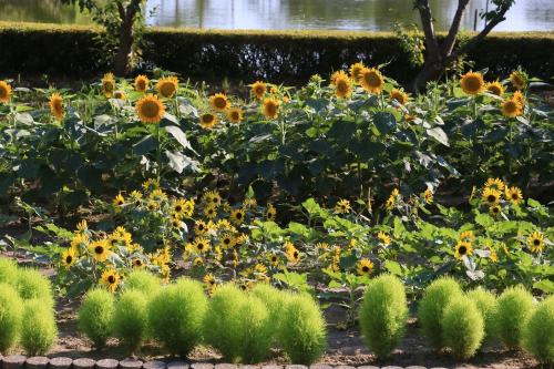 袖ケ浦公園・夏の花 三景3