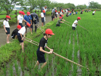 長浦小の生徒達がころがしを押して草取りをしている様子の写真