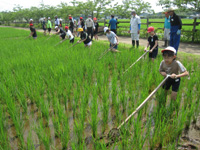 平岡小の生徒達が草取りをしている様子の写真