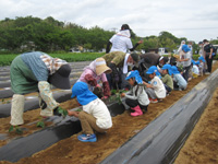 久保田保育所の園児達がさつまいもの苗植えをしている様子の写真