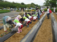 長浦保育園の園児達がさつまいもの苗植えをしている様子の写真