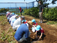 みどりの丘保育園の園児達がジャガイモ掘りをしている様子の写真