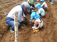 久保田保育所の園児達がじゃがいも掘りをしている様子の写真