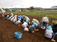 平川保育所の園児達がじゃがいも掘りをしている様子の写真