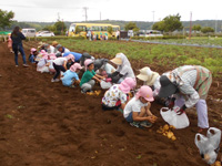 吉野田保育所の園児達がじゃがいも掘りをしている様子の写真
