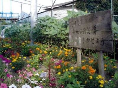 道路沿いの花壇の写真