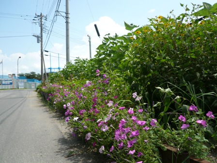 道路沿いの花壇の写真