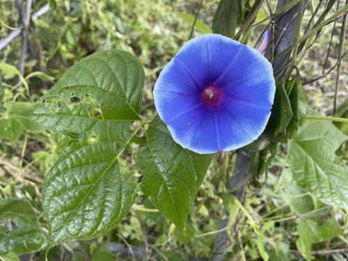 あさがおの花