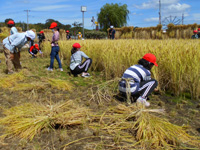 長浦小の生徒達が稲刈りをしている様子の写真