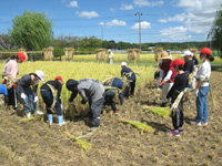 中川小の生徒達が稲刈りをしている様子の写真