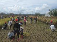 奈良輪小の生徒達が稲刈りをしている様子の写真