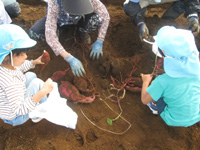 平川保育所の園児達がさつまいもを掘っている様子の写真