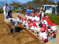 管理組合員が長浦保育園の園児達にさつまいもの掘り方を説明している様子の写真