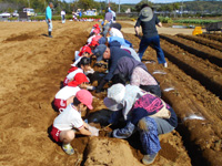 長浦保育園の園児達がさつまいも掘りをしている様子の写真